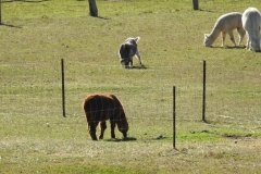 Mulla-Villa-Farm-Alpacas-2